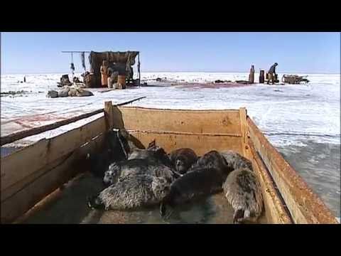 Chroniques de Sibérie